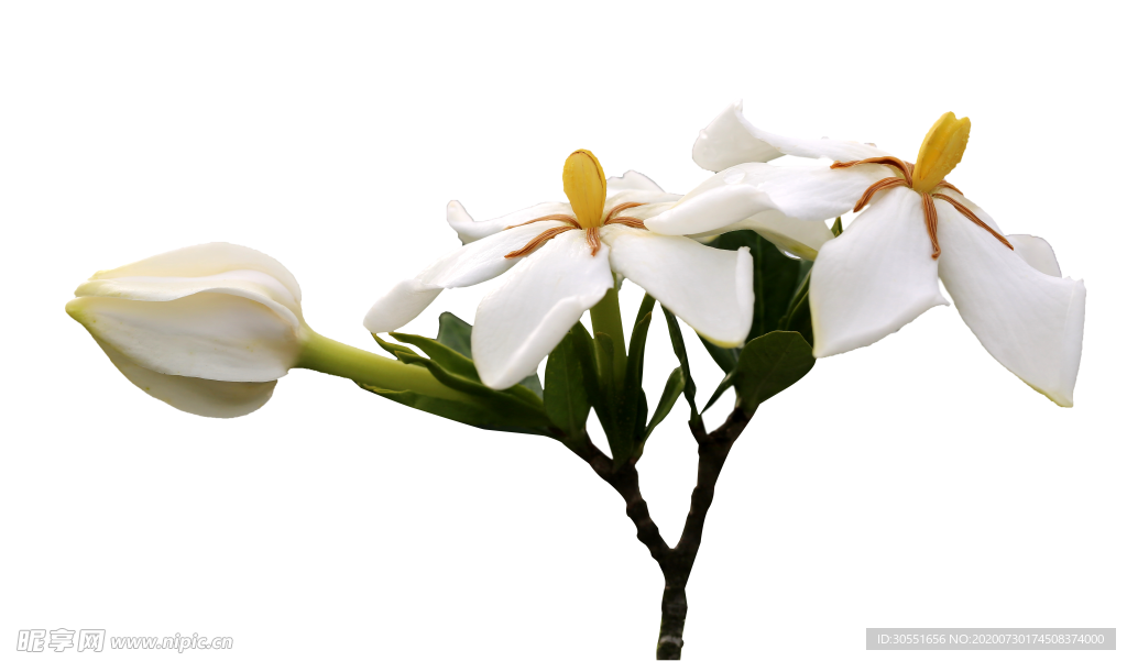 栀子花