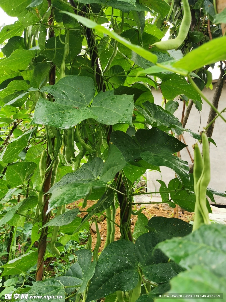 有机四季豆