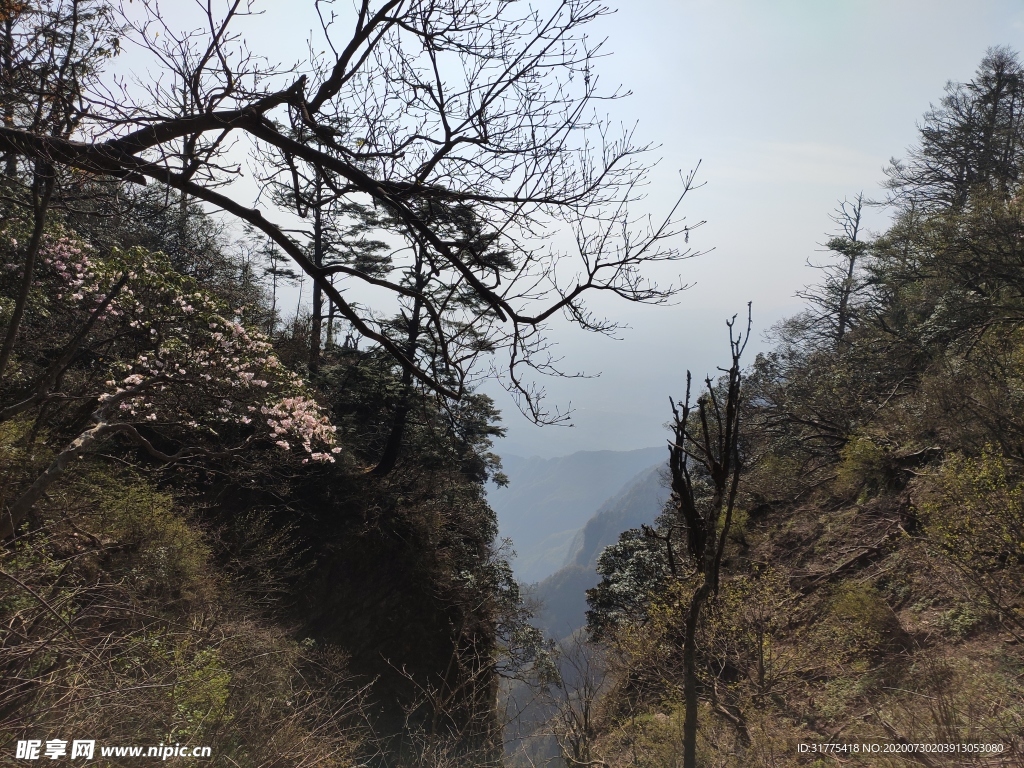 山 松 -
