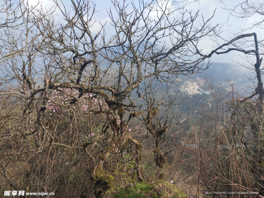 深山 树