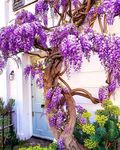 院子风景树花图片