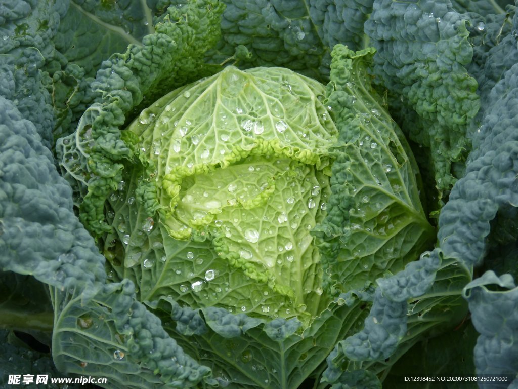 白菜