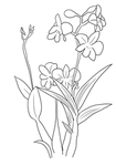 石斛