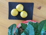黄金奈李