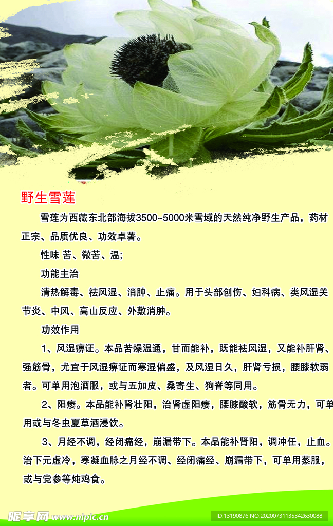 雪莲
