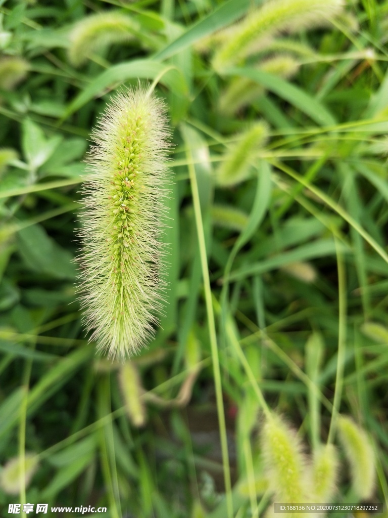 狗尾巴草图片