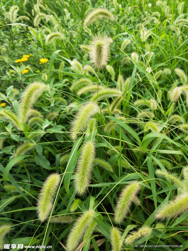 狗尾巴草图片