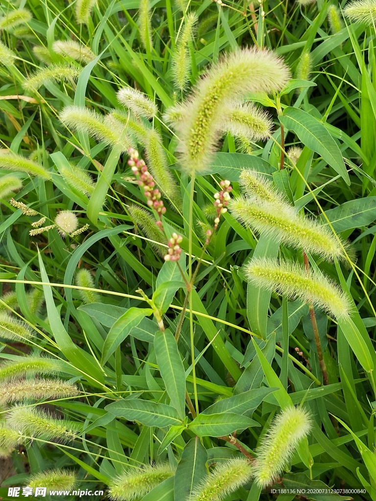 狗尾巴草图片