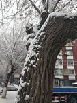 雪中的树干图片