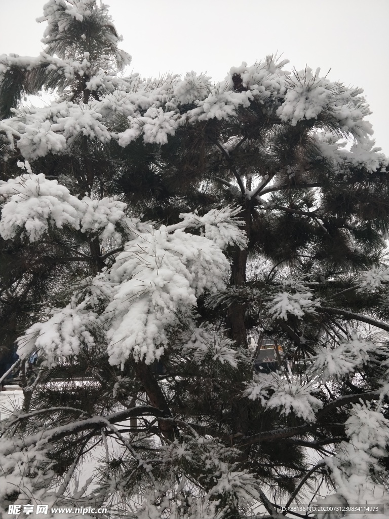 雪松图片