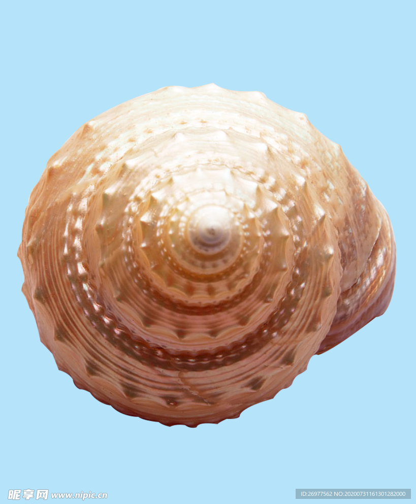 贝壳