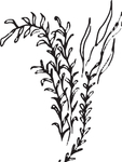手绘花卉元素