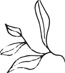 手绘花卉元素