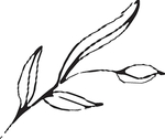 手绘花卉元素