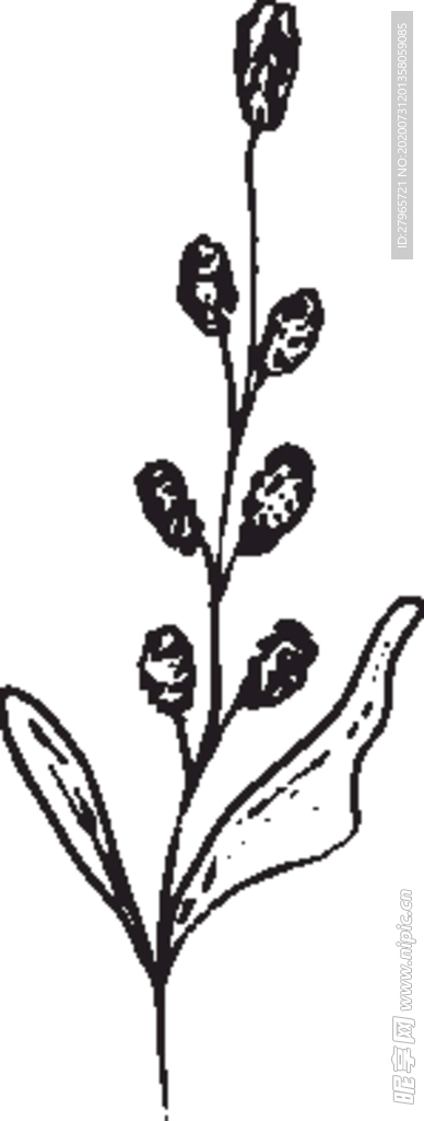 手绘花卉元素