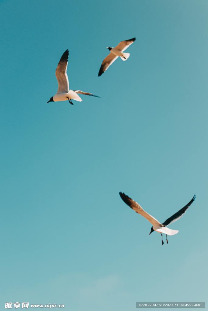 空中飞鸟