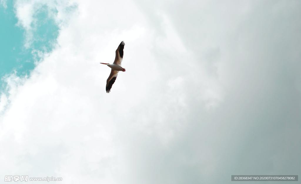 空中飞鸟