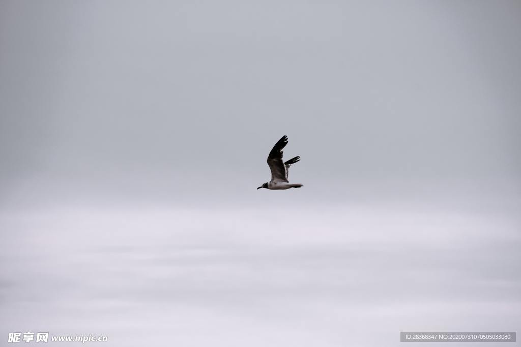 空中飞鸟