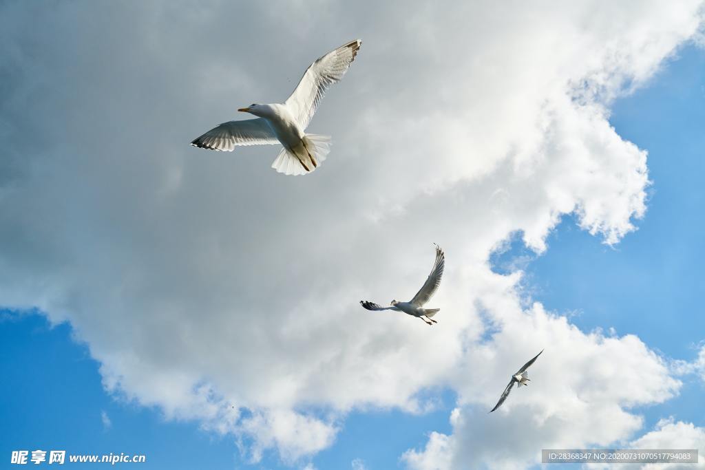 空中飞鸟