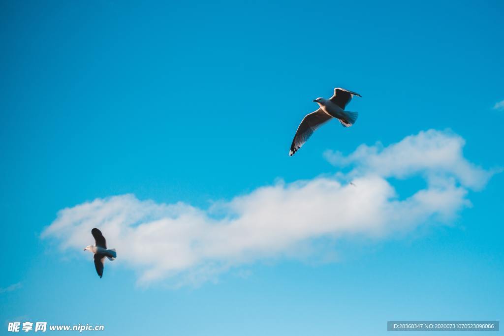 空中飞鸟