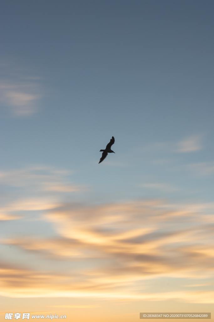 空中飞鸟