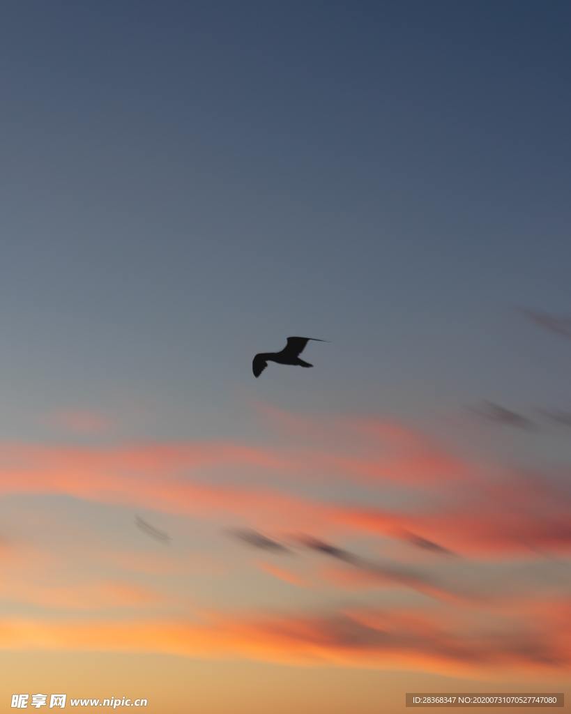 空中飞鸟