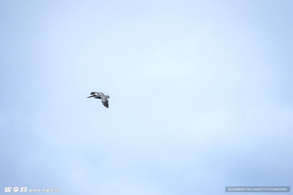 空中飞鸟