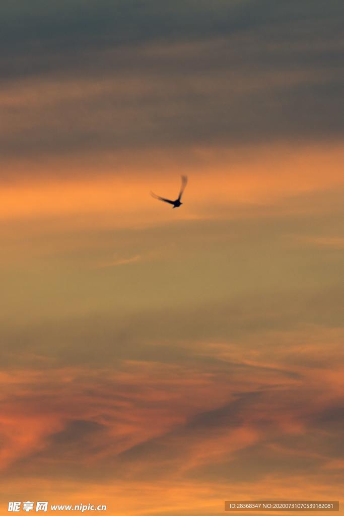 空中飞鸟