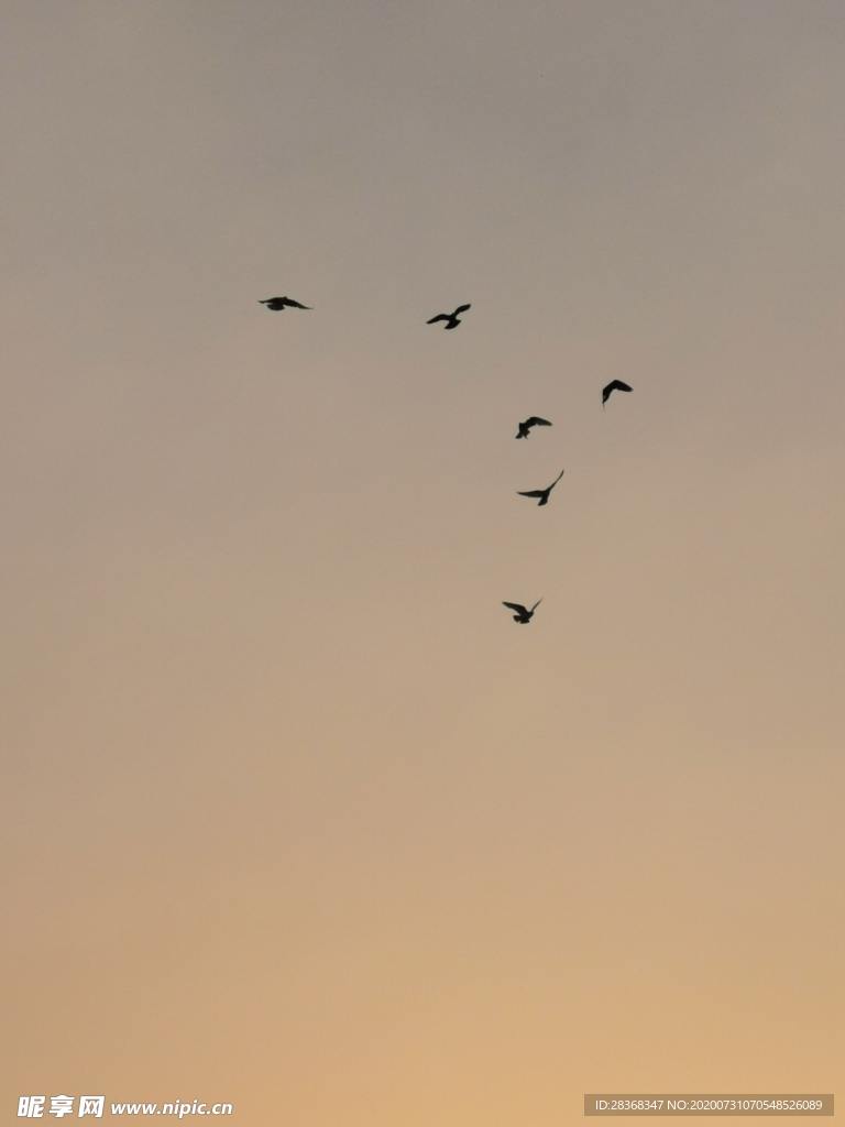 空中飞鸟