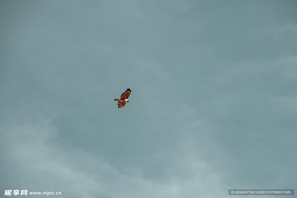 空中飞鸟