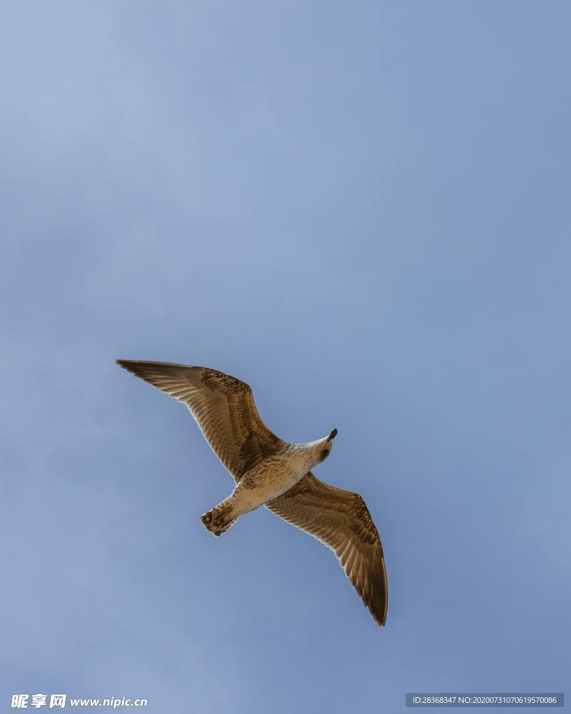 空中飞鸟