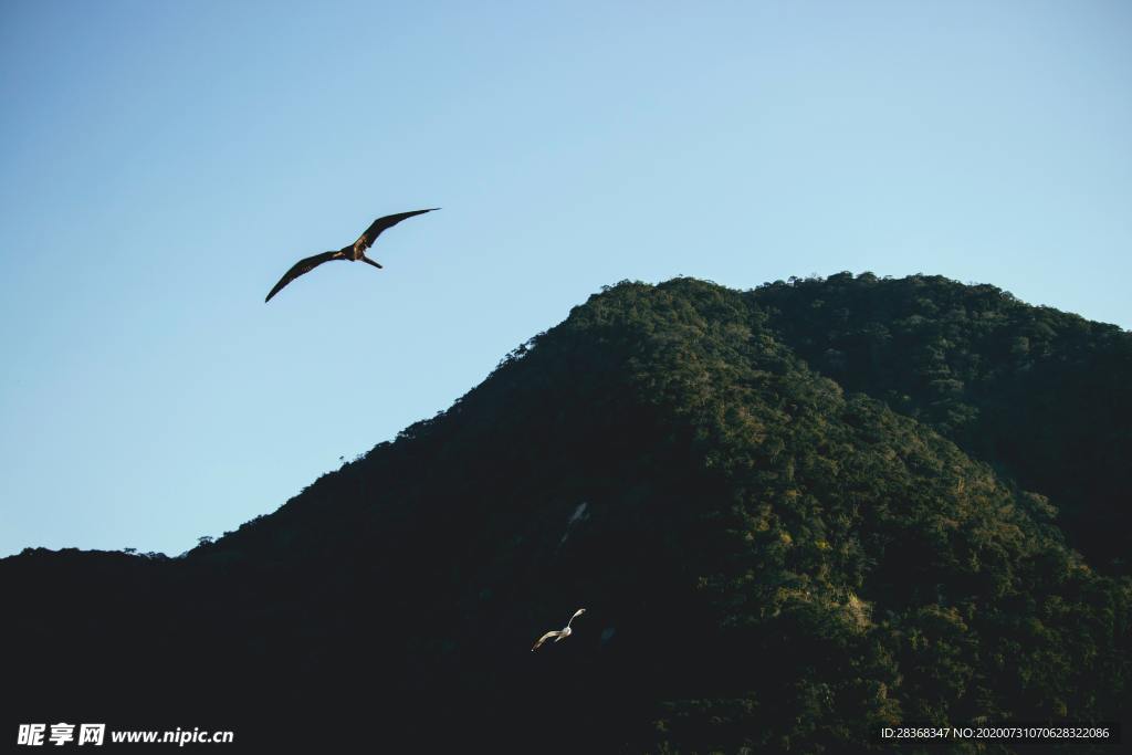 空中飞鸟