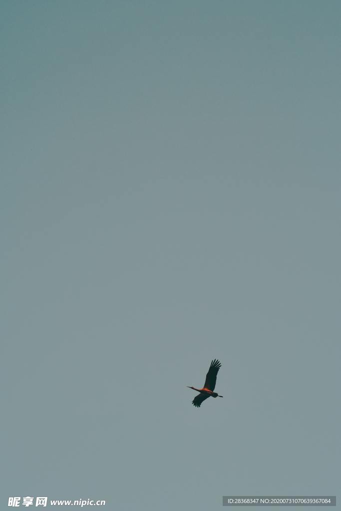 空中飞鸟