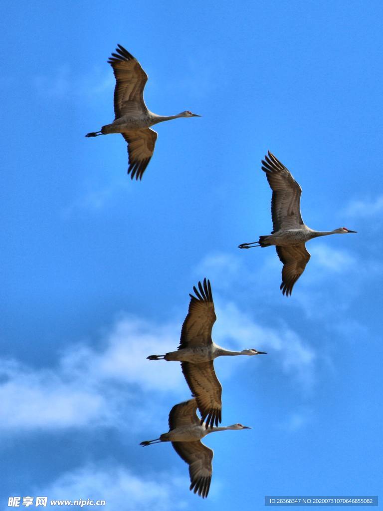 空中飞鸟