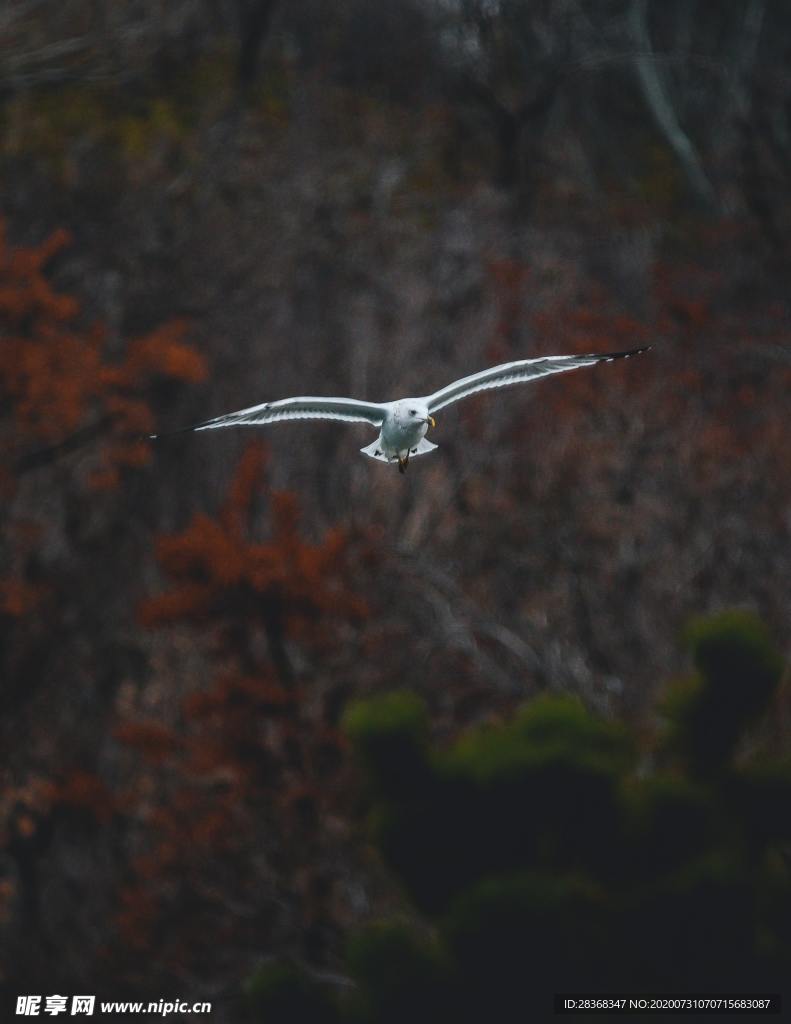 空中飞鸟