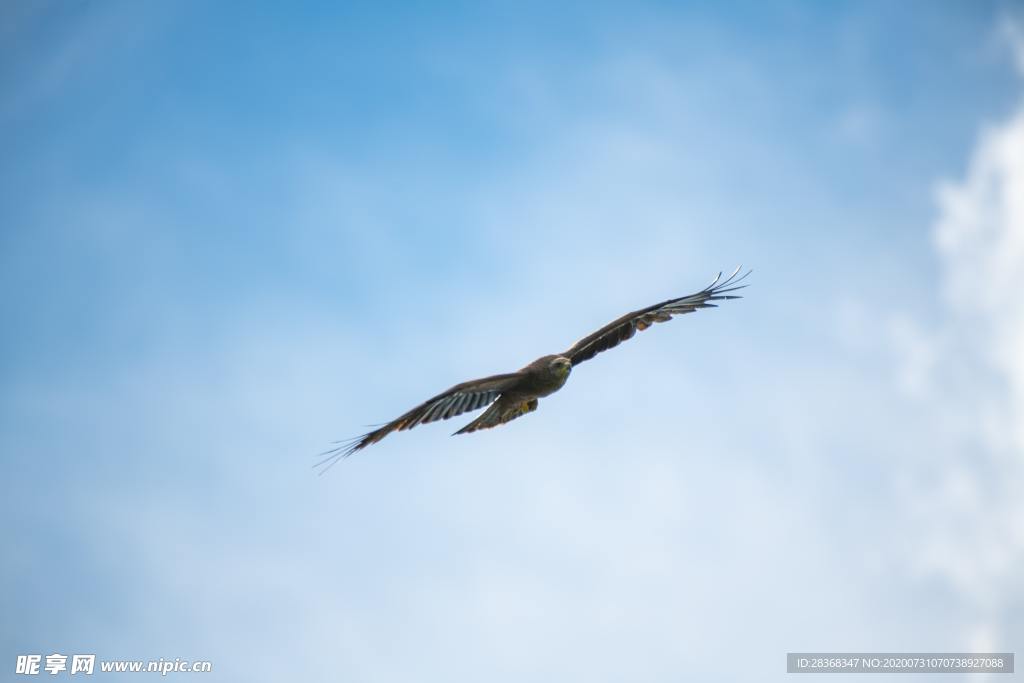 空中飞鸟