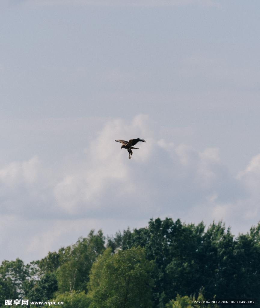 空中飞鸟