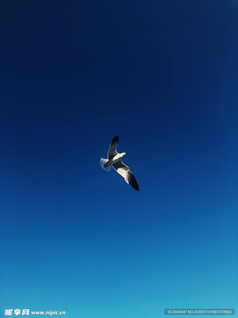 空中飞鸟