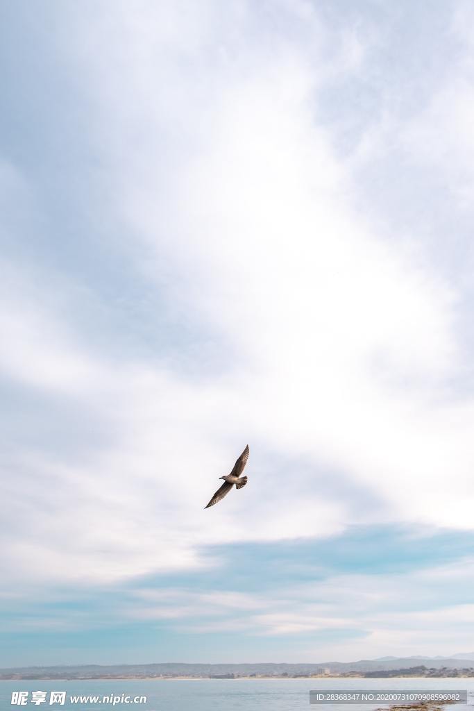 空中飞鸟