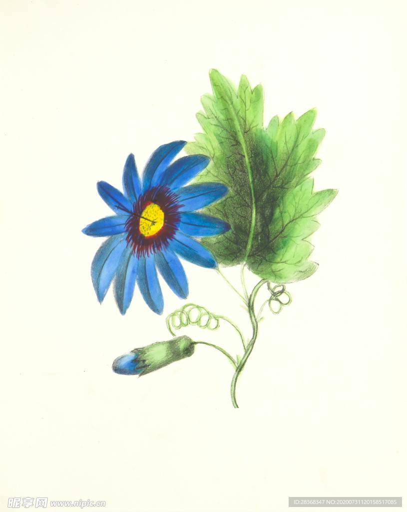 手绘花卉