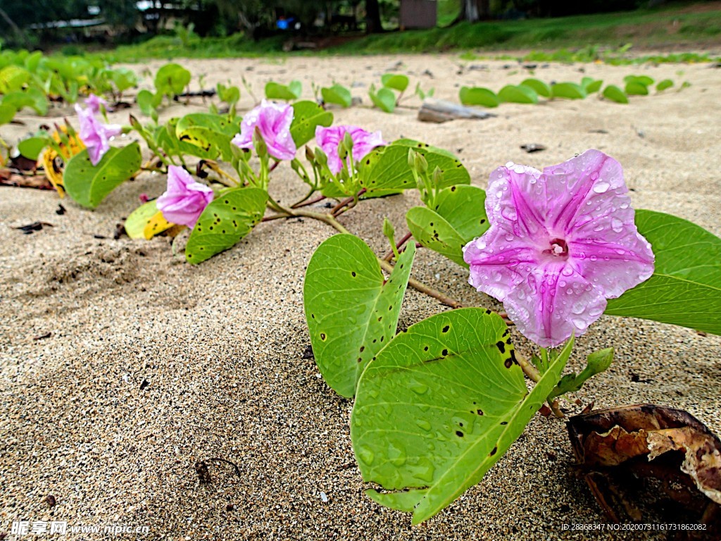 牵牛花