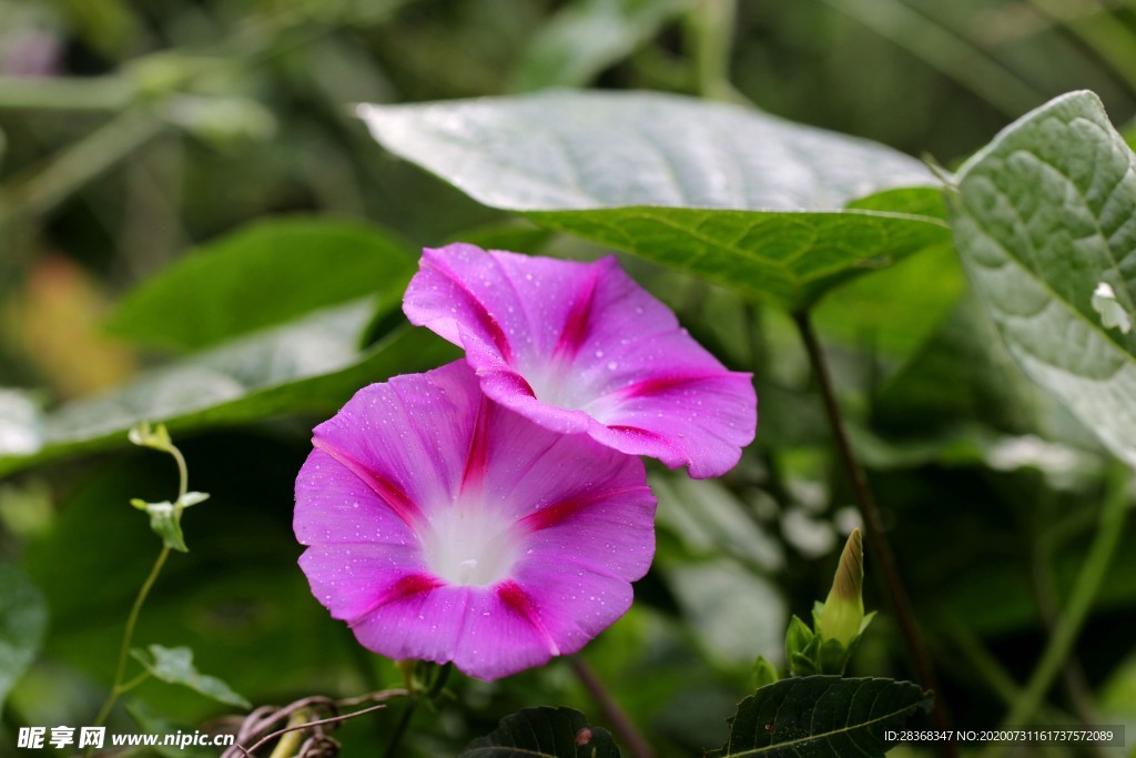 牵牛花