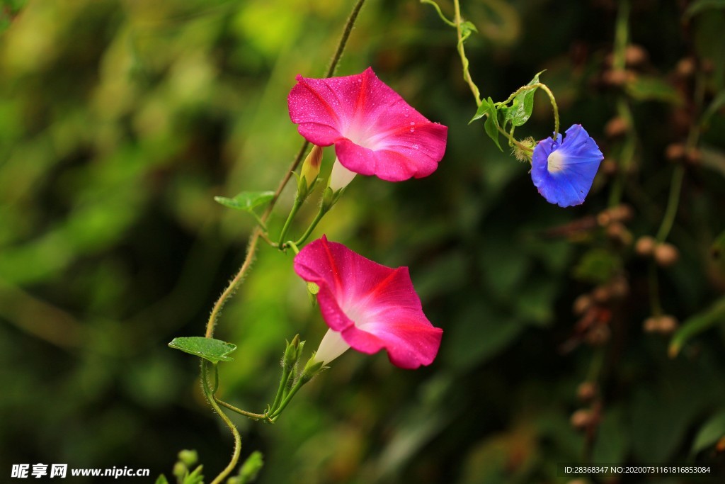 牵牛花