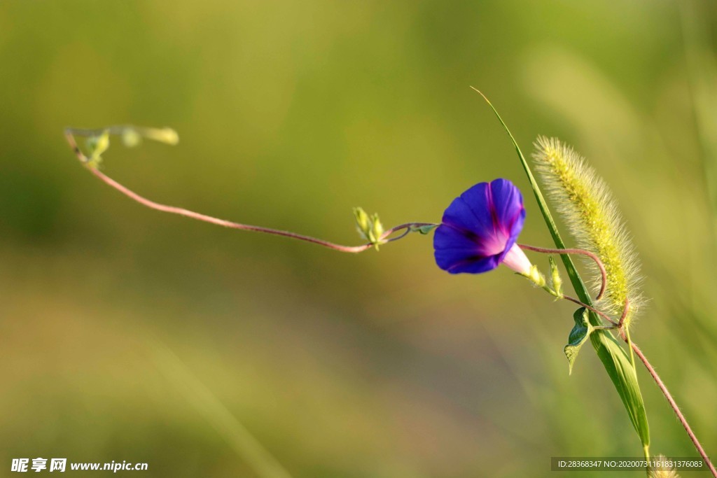 牵牛花