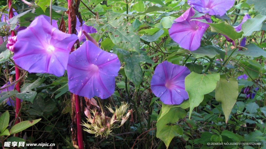 牵牛花