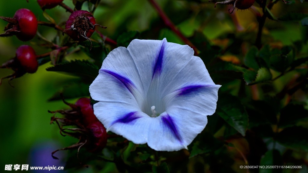 牵牛花