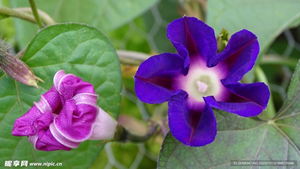 牵牛花