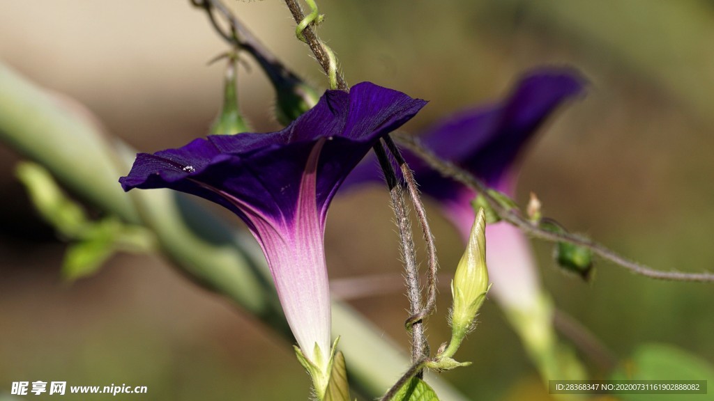牵牛花