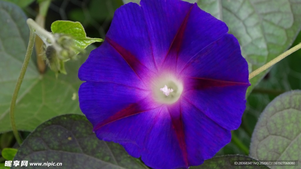 牵牛花
