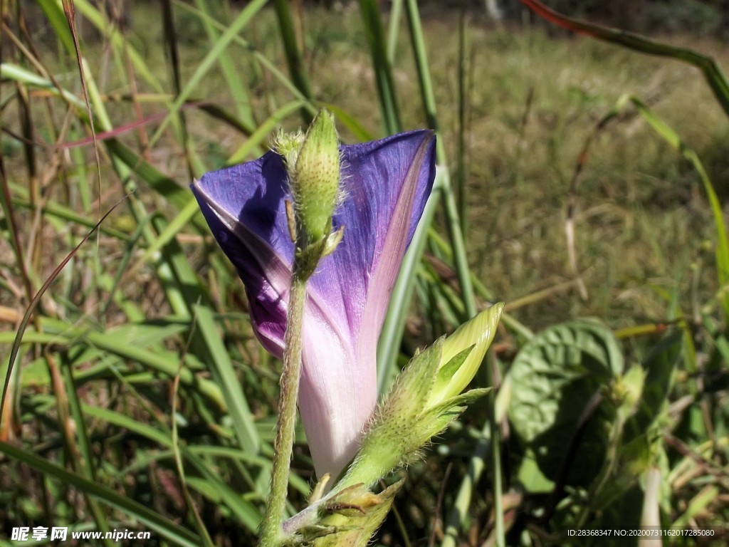 牵牛花